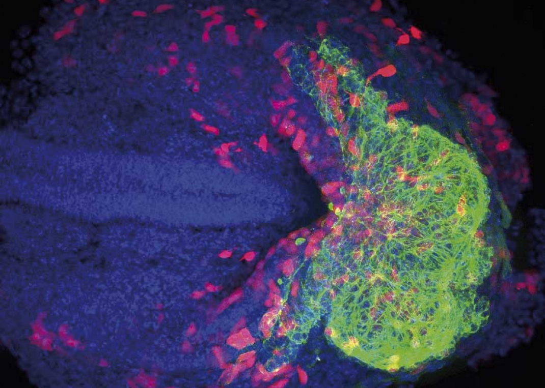 Cell and Developmental Biology