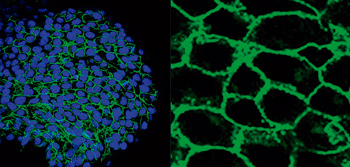 Confocal image of an E8.5 mouse ventricle stained for B-catenin, showing the polygonal surface of ventricular cardiomyocytes. Nuclei were labeled with DAPI (blue). (José Luis de la Pompa)