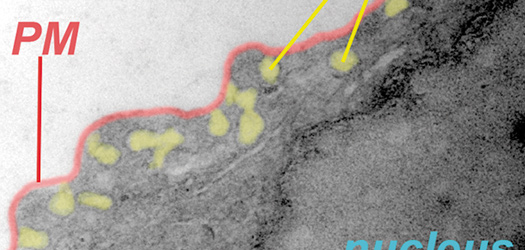 Transmission electron microghaph (TEM) of a ransversel section of the luminal side of an aortic endothelial cell. The plasma membrane (PM) and its mechanosensing invaginations, caveolae (pseudocoloured in yellow), are highlighted. (Miguel Ángel del Pozo).
                                                