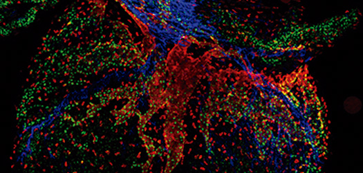 Multi-color high resolution imaging of a mouse heart to identify relevant cell populations. Scale bar, 50 μm (Miguel Torres, Ghislaine Lioux, Valeria Caiolfa).
                                                