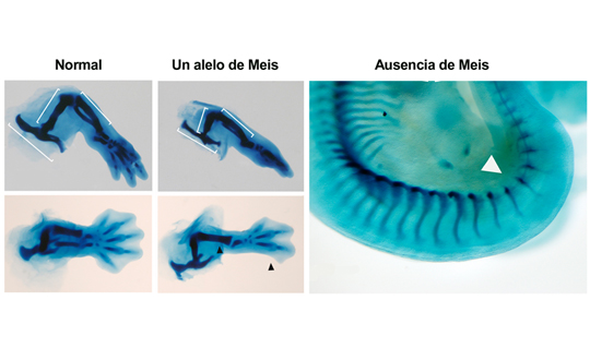 CNIC scientists identify essential factors for limb formation