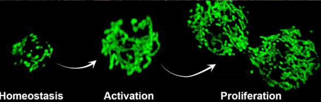 Researchers at CNIC, UPF, ICREA, CIBERNED and CIBERFES identify a mechanism that maintains mitochondria function in muscle stem cells and that can be stimulated in old age