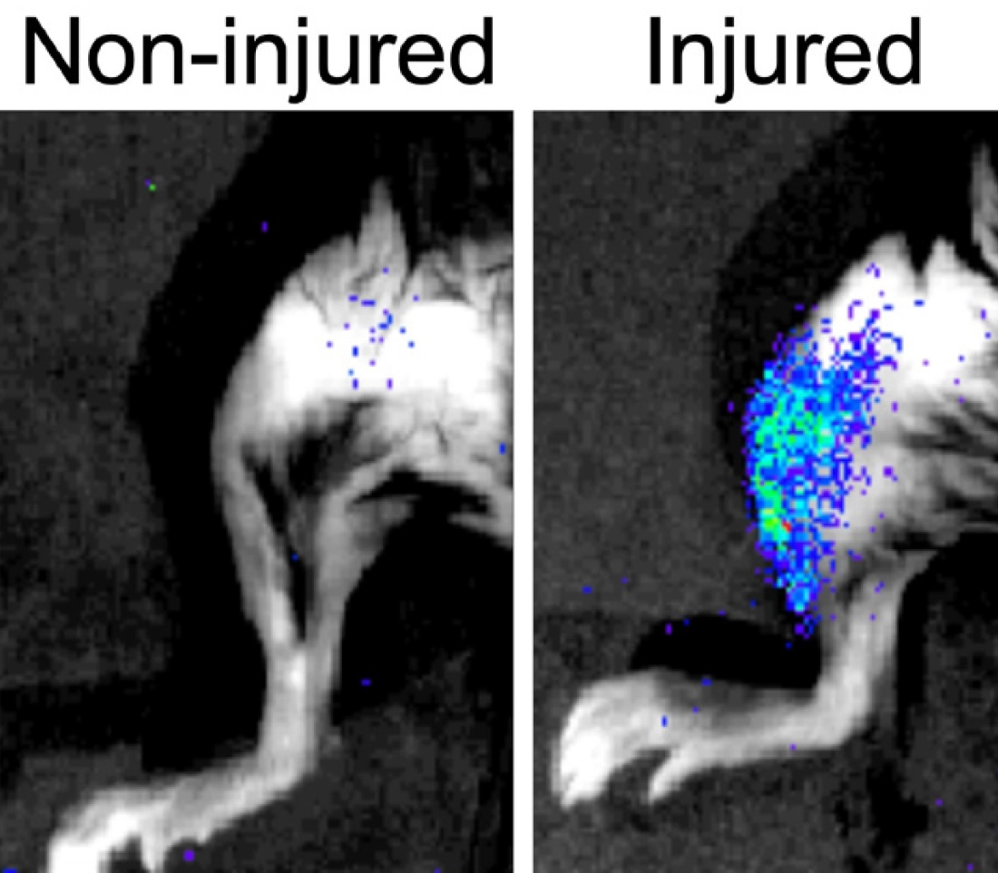 Researchers characterize rare, damaged cells that block the functions of their neighbour healthy cells and identify ways to neutralize them and improve tissue regeneration