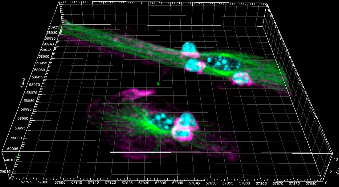 Spanish scientists identify a key action of dendritic cells in the immune response, with potential applications in vaccine design