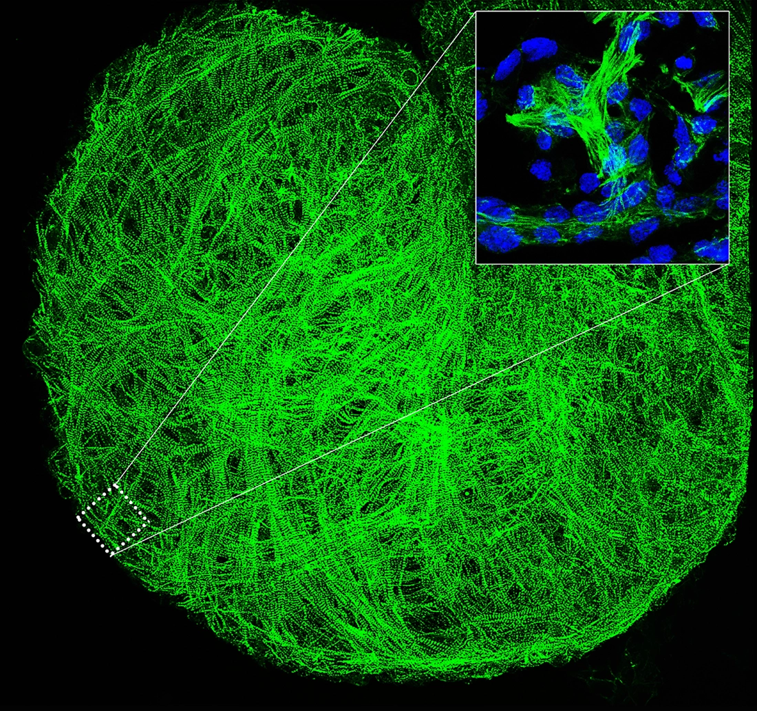 Key role of the protein Nrg1 in proper heart formation