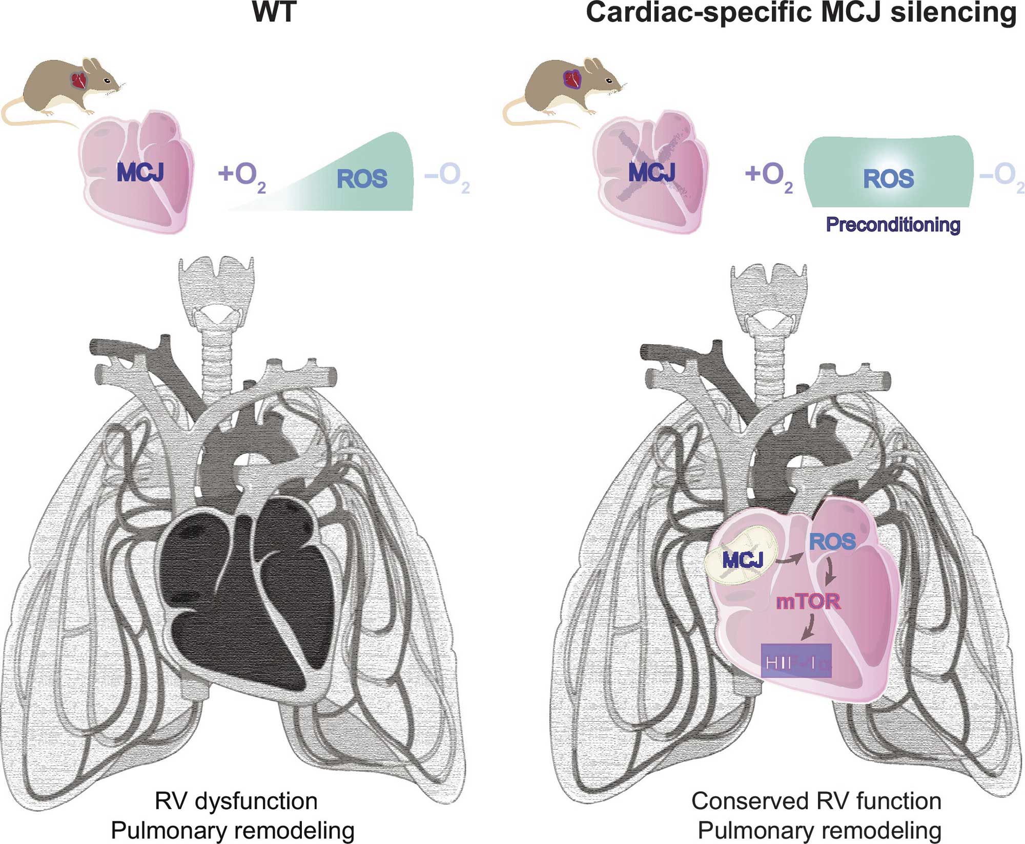A mitochondrial target for cardiac intervention in pulmonary hypertension.