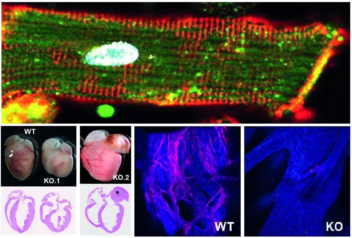 Figura Nature cardiomiocitos