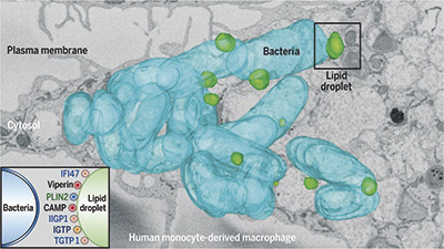 Science. A new cellular defense mechanism against viral and bacterial infection