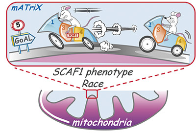 Science Advances. The mechanism that regulates 
mitochondrial energy production