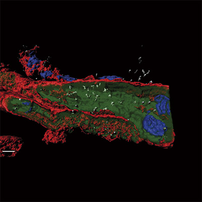 Cardiovascular Research. Spanish scientists discover how the flu virus
injures the heart