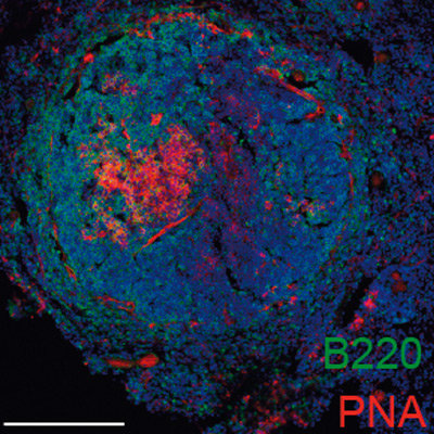 Nature. A new diagnostic and therapeutic target
for cardiovascular disease