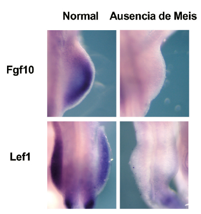 Factores de transcripción Meis