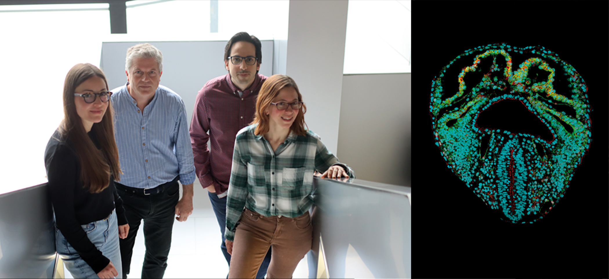 A CNIC team creates a dynamic 3D atlas of the formation of the embryonic heart