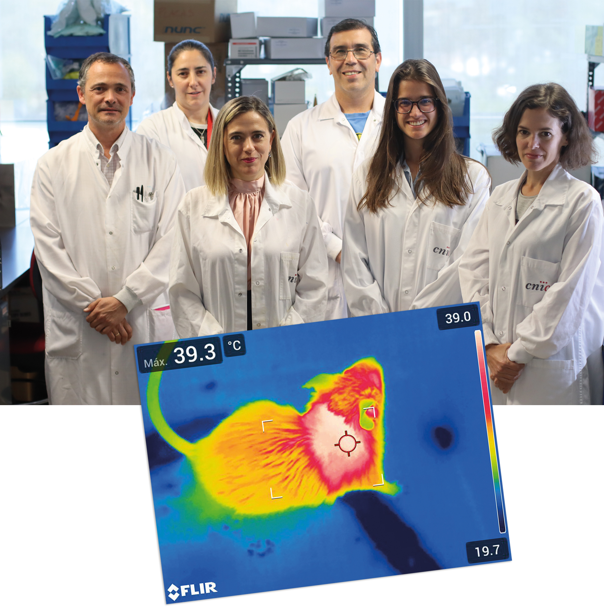 Immune cells in the liver regulate body temperature