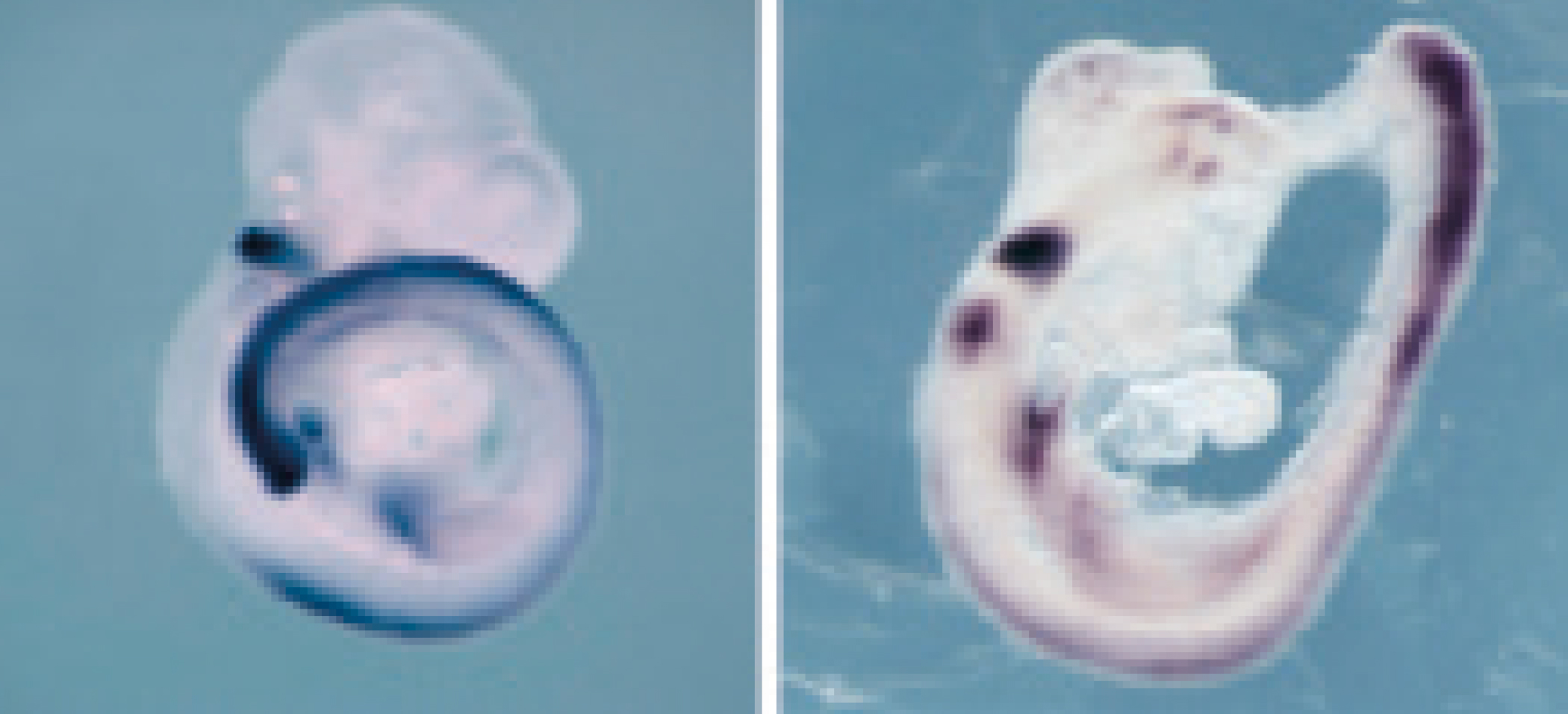 The genes that give the embryonic cells the maximum potential also control the process
                of their differentiation