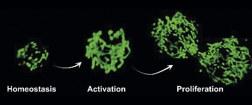 Researchers at CNIC, UPF, ICREA, CIBERNED and CIBERFES identify a mechanism that maintains mitochondria function in muscle stem cells and that can be stimulated in old age