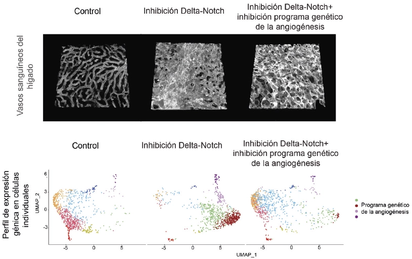 Scientists identify how some angiogenic drugs used to treat cancer and heart disease cause vascular disease