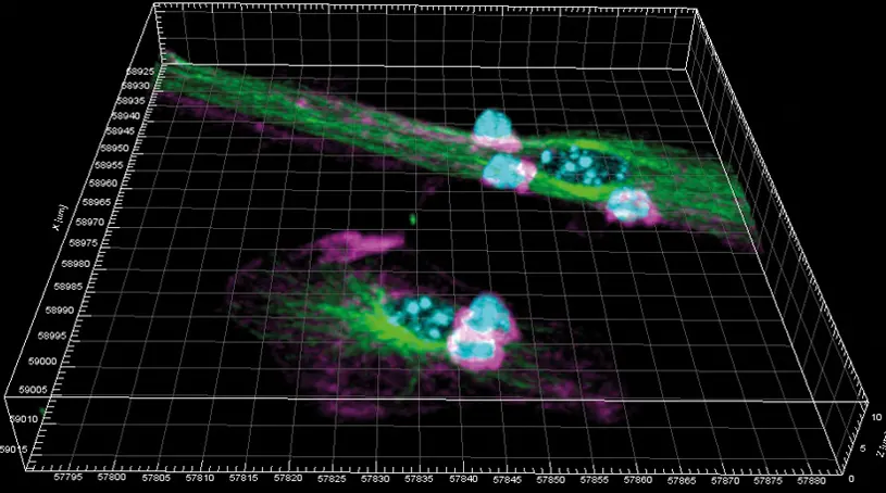 Spanish scientists identify changes in dendritic cells during the immune response with promising implications for vaccine design