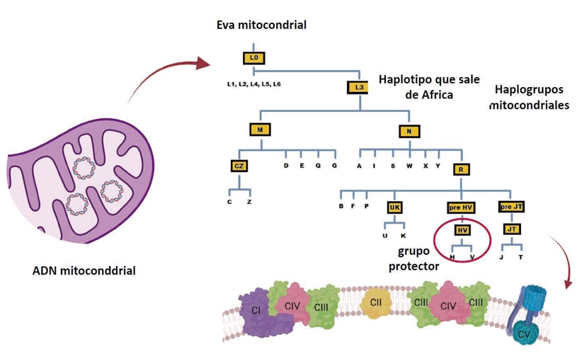 The European mitochondrial lineage may protect against severe forms of COVID-19