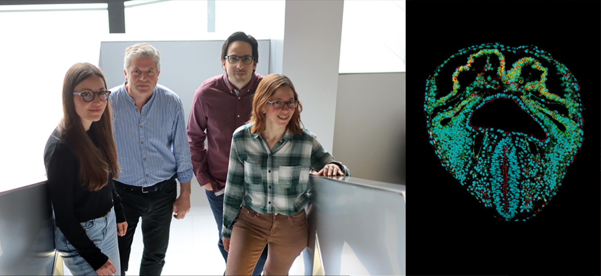 Atlas dinámico en 3D de la formación del corazón embrionario