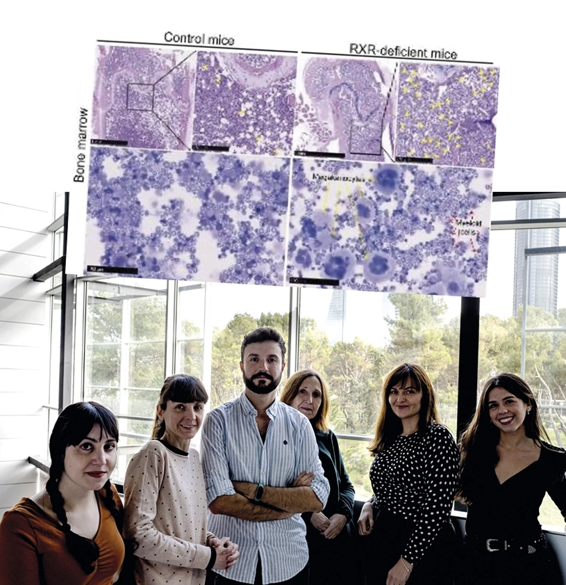 RXR, la proteína celular clave para mantener las células madre de la sangre jóvenes y entrenadas