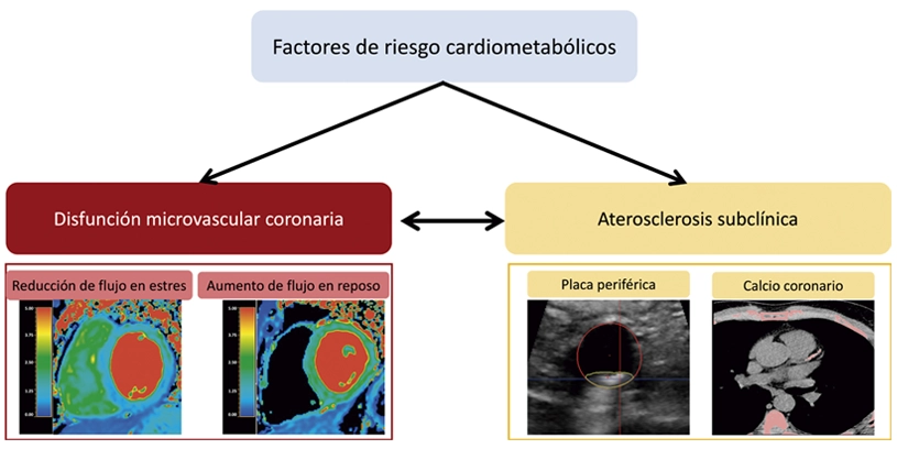 Personas aparentemente sanas, pero con síndrome metabólico tienen una alteración de la microcirculación que riega el corazón