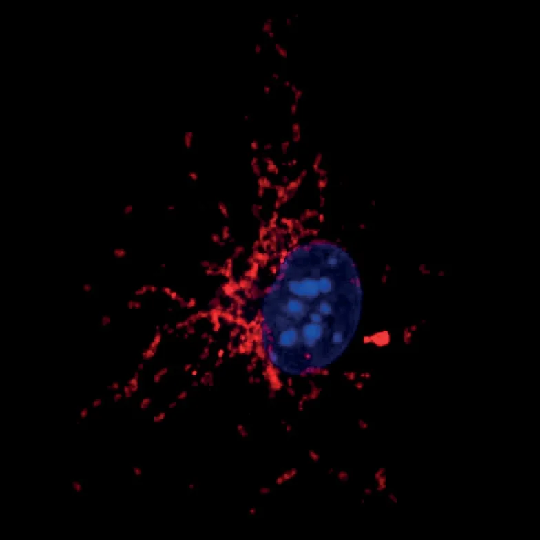 Micrografía de mitocondrias