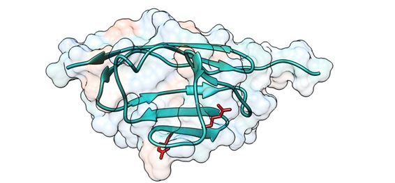 Región de cMyBP-C donde ocurren mutaciones de cambio de aminoácido para las cuales se han detectado alteraciones en las propiedades mecánicas de la proteína resultante. La posición de los aminoácidos afectados por estas mutaciones se muestra en rojo.