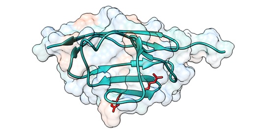 Scheme of a cMyBP-C region in which mutations cause amino-acid changes that alter the mechanical properties of the protein. The positions of the affected amino acids are shown in red.  