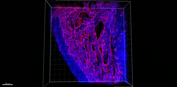 3D reconstruction of an E10.5 mouse heart stained with SMA, IB4 and DAPI
