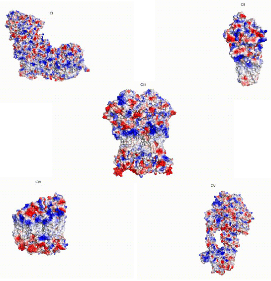 Carolina Amalia Simón Guerrero