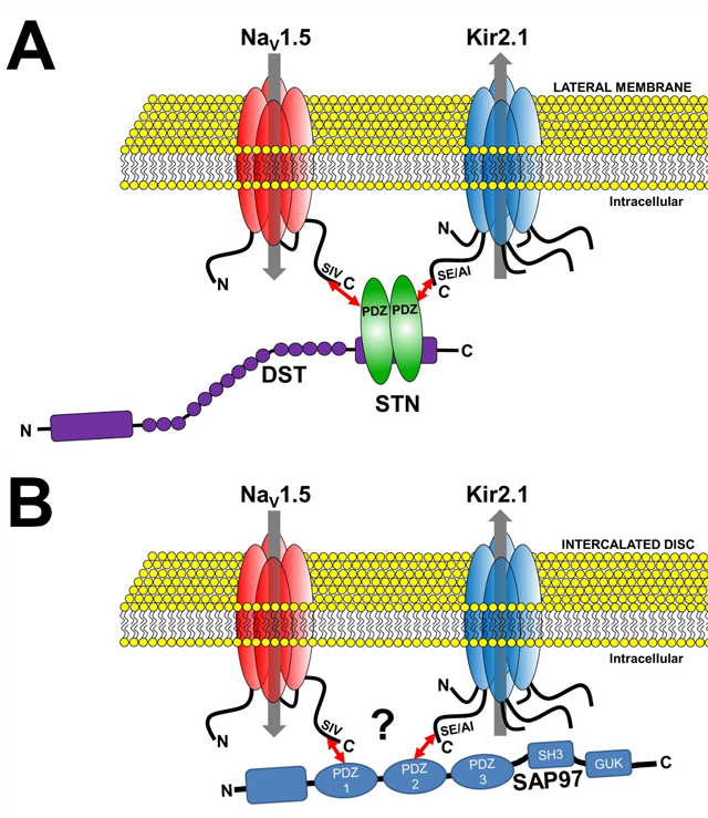 Channelosomes formed by NaV1.5 and Kir2.1 at different membrane microdomains of the cardiomyocyte