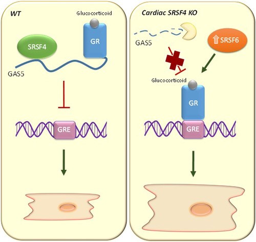 The RNA-binding protein SRSF4 regulates cardiac hypertrophy by controlling the stability of the non-coding RNA GAS5, which in turn inhibits the glucocorticoid receptor