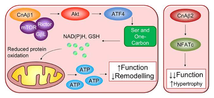 Regulation of the serine and one-carbon metabolic pathway by the calcineurin A splicing variant CnAβ1