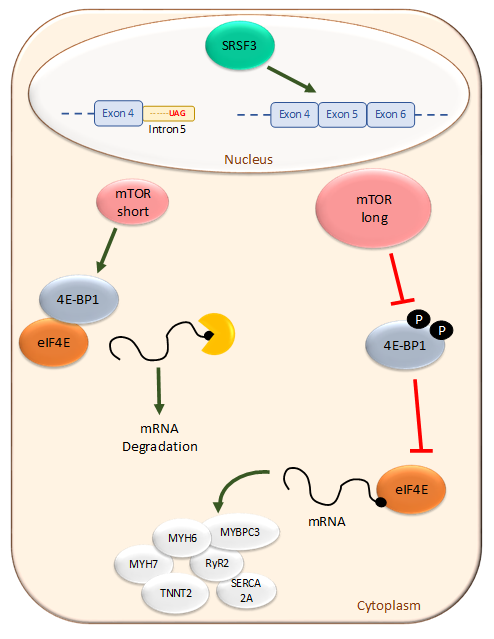 The RNA-binding protein SRSF3 regulates alternative splicing of the master metabolic regulator mTOR