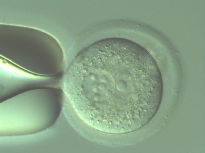 Image of a mouse zygote