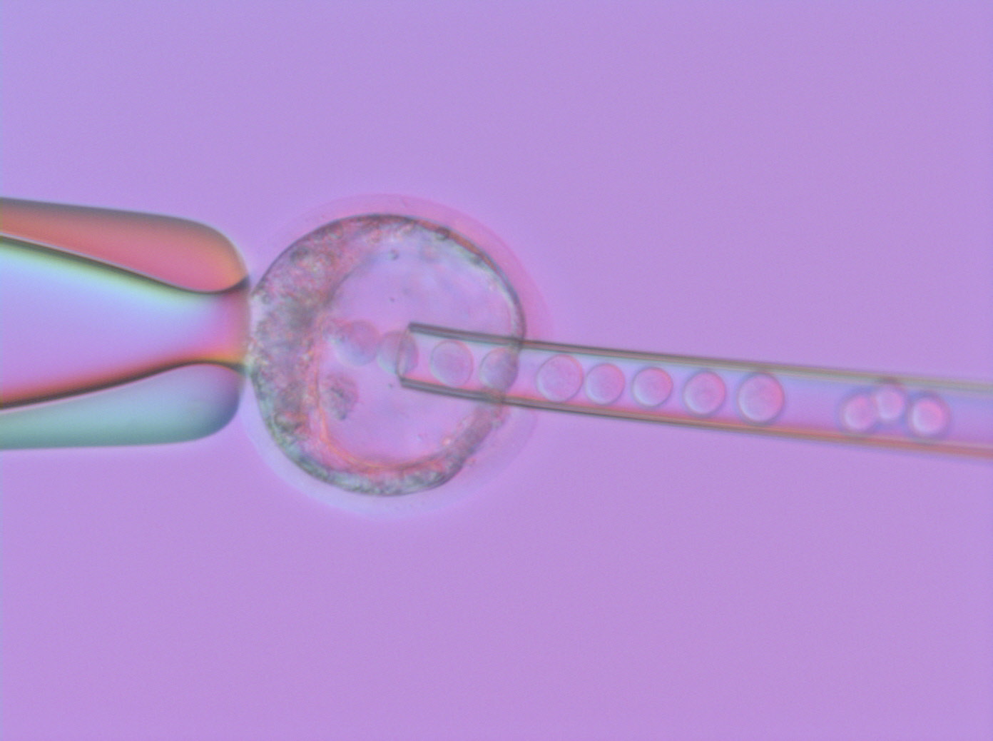 Blastocisto de ratón inyectado con células madre embrionarias de ratón modificadas