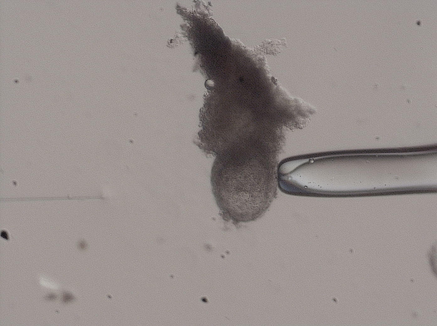 Image of a 6.5 day post coital embryo (6.5 dpc) in a microinjection session with Cre-recombinase