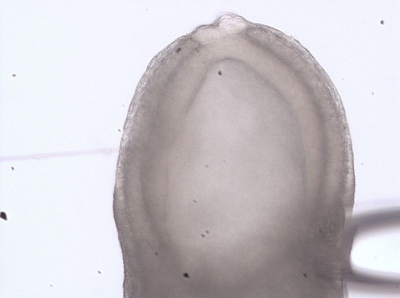 Detail of the injection site of a 6.5-day post-coital embryo (6.5 dpc) in a microinjection session with Cre-recombinase