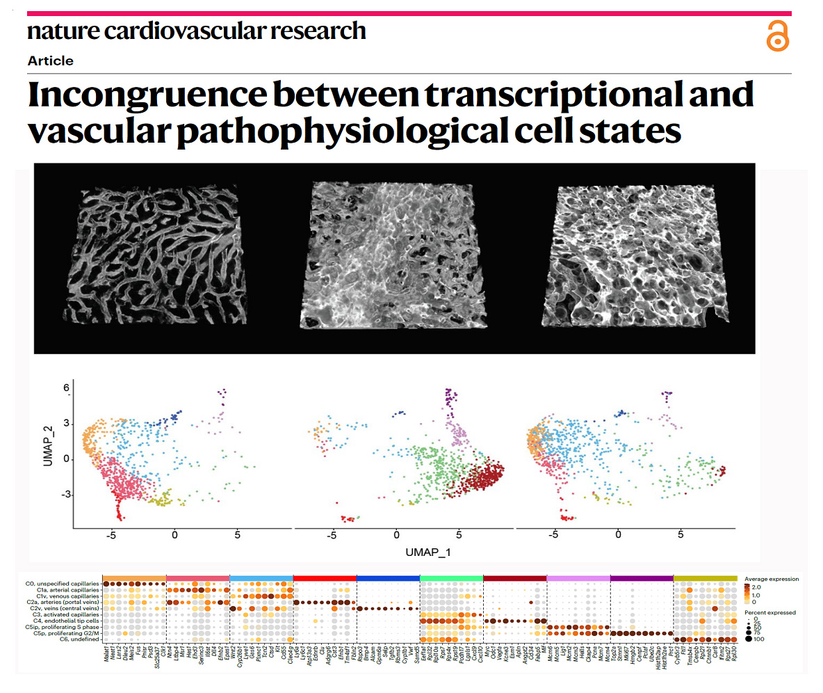 Figure 5 - Transcriptional states often do not correlate with vascular function and pathology
