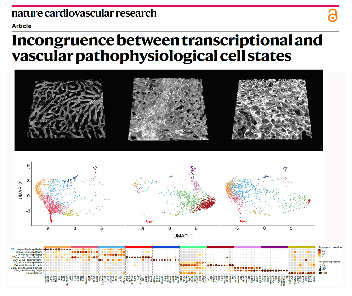 Figure 4 - Transcriptional states often do not correlate with vascular function and pathology.