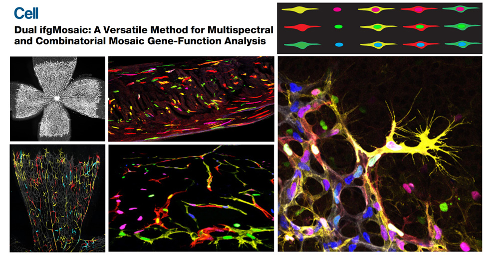  Figure 1. Dual ifgMosaic technology to multispectrally barcode individual cells.