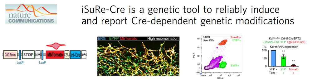 Figure 2. iSuRe-Cre technology to ensure genetic deletions.