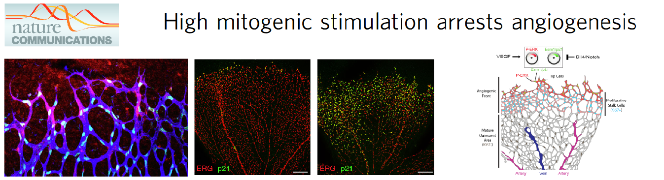 Figure 2. Angiogenesis requires a mitogenic balance regulated by Notch and VEGF signalling.