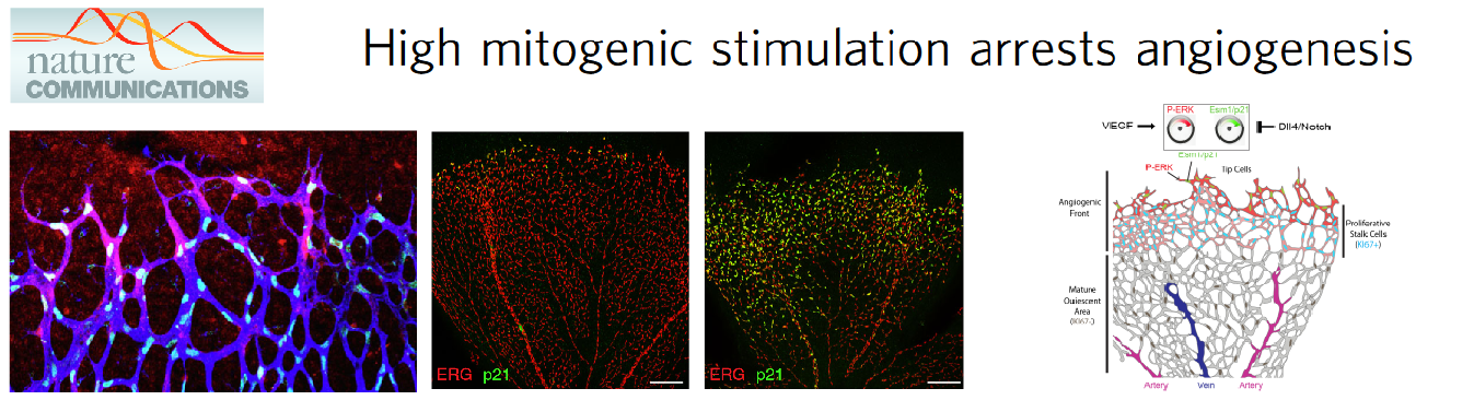 Figure 3. Angiogenesis requires a mitogenic balance regulated by Notch and VEGF signalling.