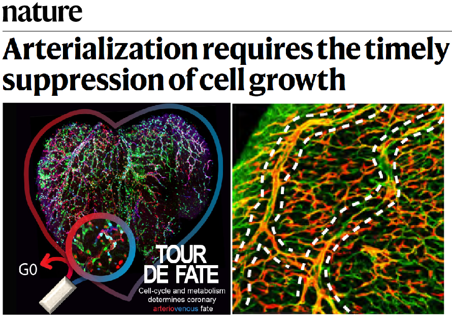 Figure 4 - Cell cycle and metabolism determines Arterial-Venous fate. 