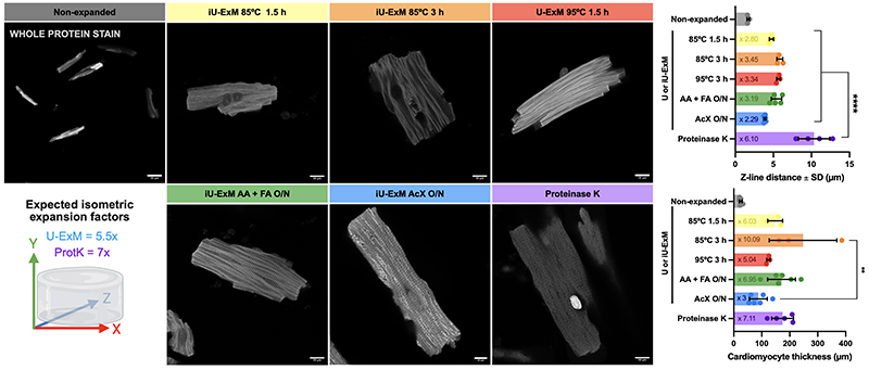 Sara Natalia Jaroszewicz