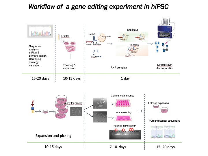 Workflow of a gene editing experiment in hiPSC
