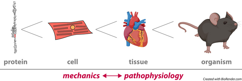 mechanics - pathophysiology