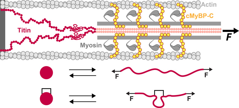 Titin and cMyBP-C are proteins with mechanical roles in the sarcomere. The unfolding of protein domains under force is affected by crosslinking posttranslational modifications such as disulfide bonds.